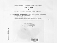 Puccinia mirabilissima image
